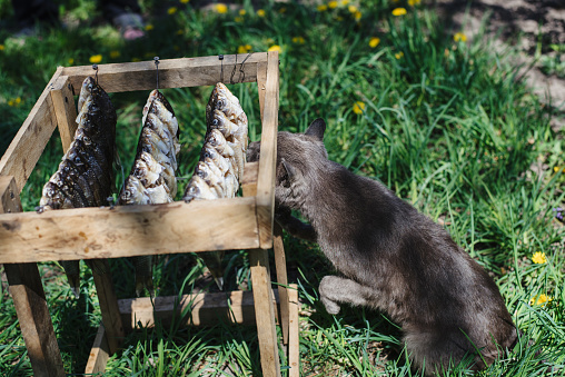 Dried fish on a rope, close-up. Salted fish is dried in the air at home. Hungry cat looking at a fish hanging on a rope. Gray cat  hunts for fish that is dried outdoors.