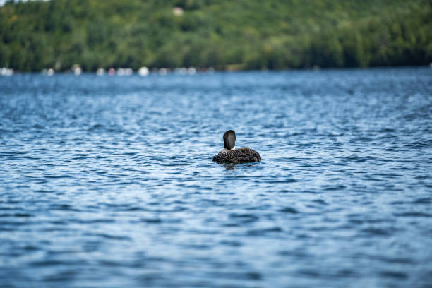 Common Loon on Lake Squam in New Hampshire stock photo