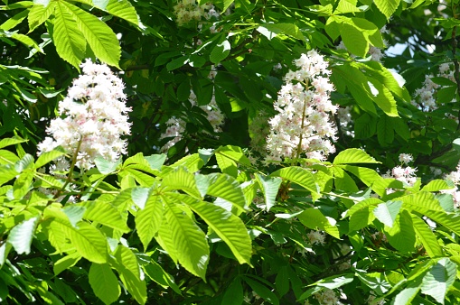 spring flowering flowers chestnut tree