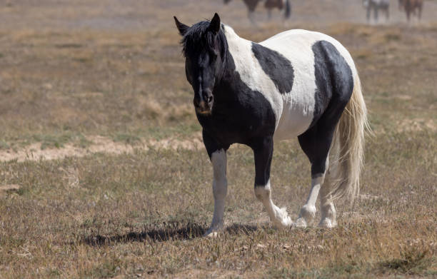istock Wild Horse in the Utah Desert 1415999023