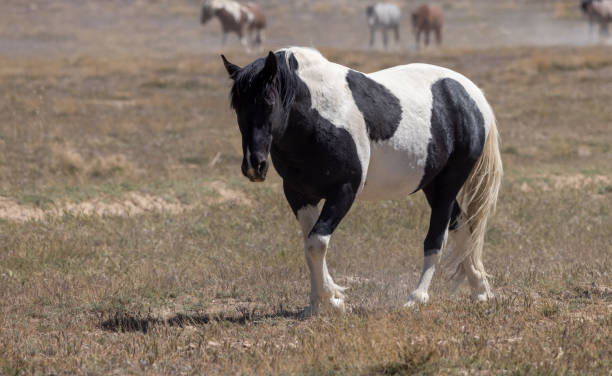 istock Wild Horse in the Utah Desert 1415999316