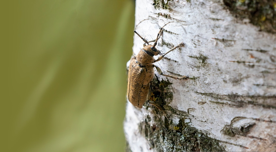 Long-whiskered beetles - Cerambycidae- , brown, with a soft, full body on the hind wings decay in nature sitting on the bark of a birch tree. banner with copy space