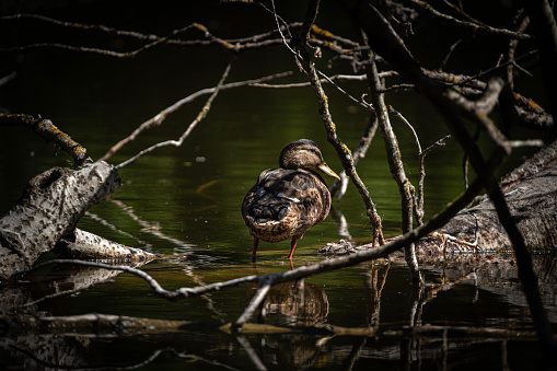 Duck on a tree fallen into a pond