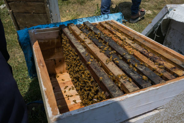 istock bees inside beehive box frames in an apiary for honey and wax farming 1416001083