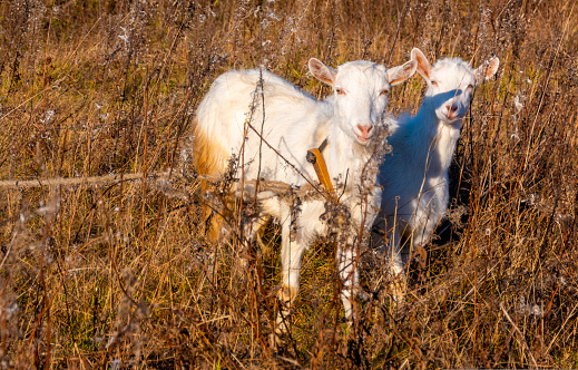 Goat eating withered grass, Livestock on a autmn pasture. A pair of white goats together. Cattle on a village farm. High quality photo