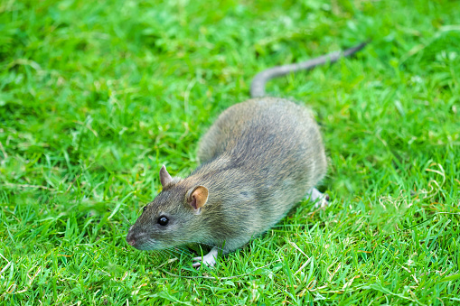 Common rat or Rattus norvegicus walking in the green grass