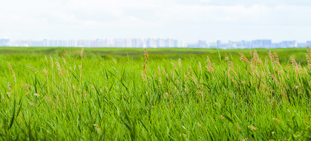 Large green field with tall grass, the outlines of a big city on the horizon. Ecological concept, panoramic view