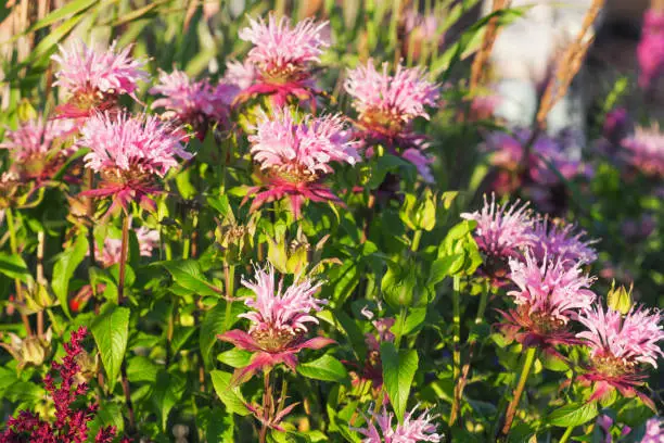 Monarda fistulosa, wild bergamot or bee balm, wildflower in the mint family Lamiaceae in sunlight