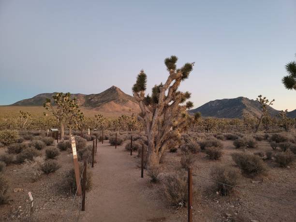 istock A forest in the desert 4 1416003947