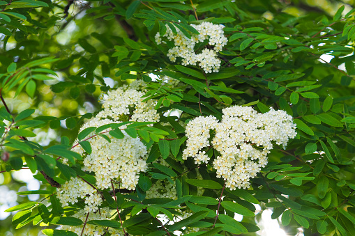 Sorbus aucuparia, white flowers of the rowan tree in spring