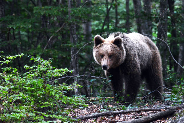 istock A female wild brown bear 1416003986