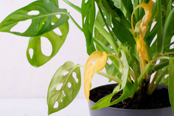 istock Monstera houseplant with yellow leaves 1416004244