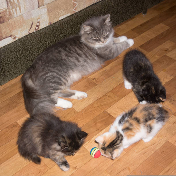istock the cat is lying in a circle with three kittens 1416005205
