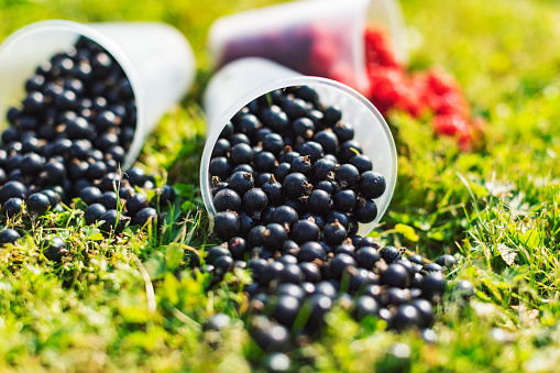 Raspberry and black currant in plastic containers