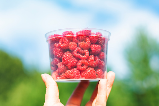 Hand with raspberry in plastic container