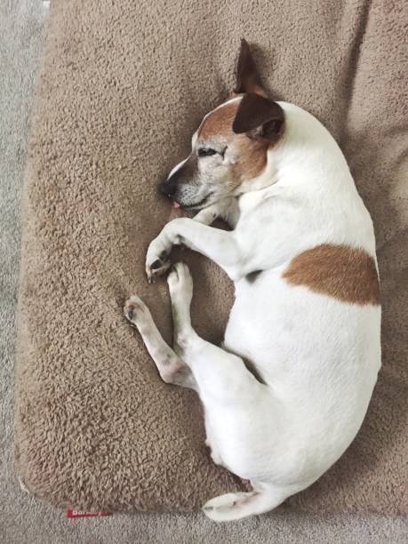 istock Senior Jack Russell terrier sleeping on her bed 1416007371