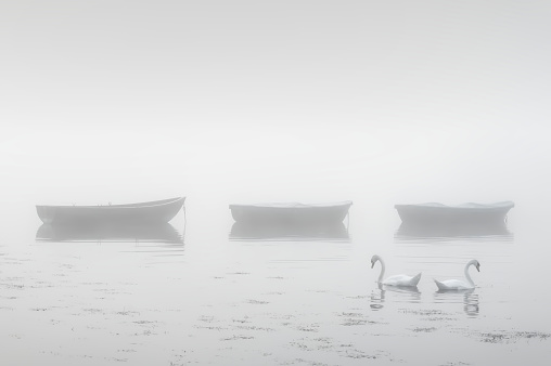 Swans paddling in lake and early morning mist with boats in background UK