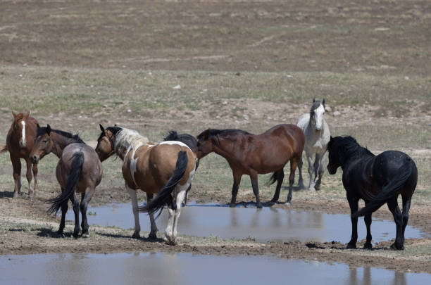 wild horses in springtime in the Utah desert