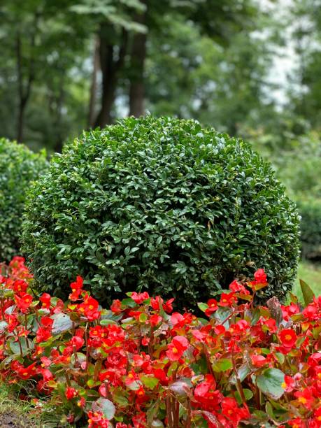 istock Buxus is spherical. Evergreen shrub. 1416008200