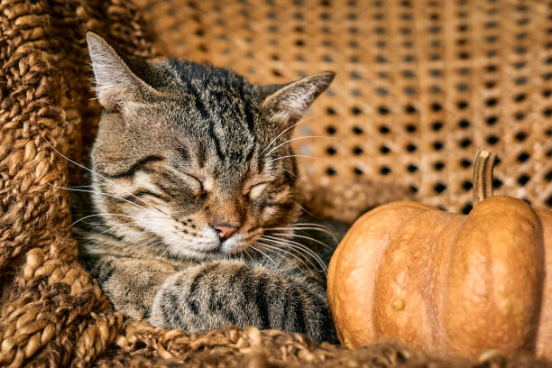 istock Cute tabby cat with pumpkin. Gray kitty sleeping hugging with pumpkin on wicker chair on woolen blanket. Fall mood, autumn vibes. Thanksgiving day. 1416008435