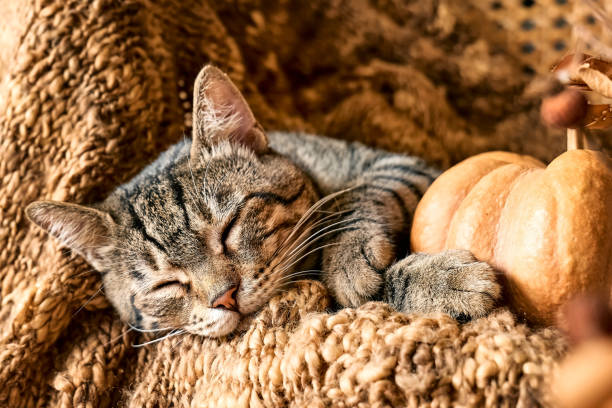 istock Cute tabby cat with pumpkin. Gray kitty sleeping hugging with pumpkin on wicker chair on woolen blanket. Fall mood, autumn vibes. Thanksgiving day. 1416008436