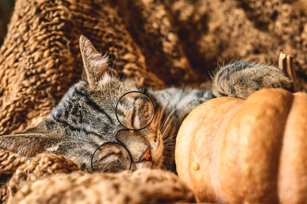 istock Cute tabby cat with pumpkin. Gray kitty sleeping hugging with pumpkin on wicker chair on woolen blanket. Fall mood, autumn vibes. Thanksgiving day. 1416008496