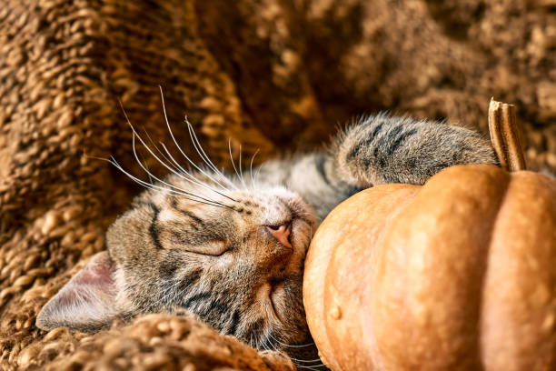 istock Cute tabby cat with pumpkin. Gray kitty sleeping hugging with pumpkin on wicker chair on woolen blanket. Fall mood, autumn vibes. Thanksgiving day. 1416008508
