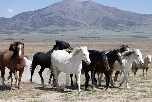 wild horses in springtime in the Utah desert