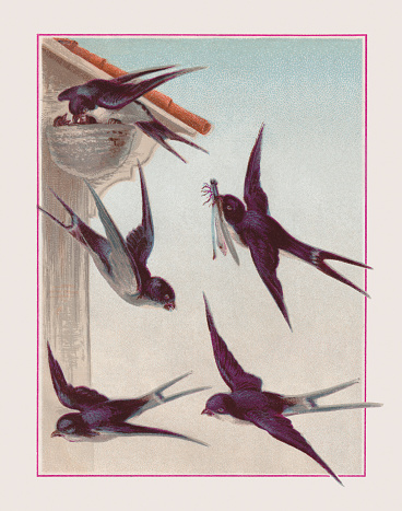 House martins (Delichon urbicum) at the nest. Chromolithograph, published in 1887.