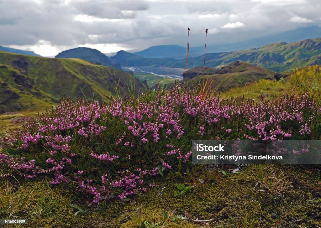 blooming pink heather briar flower with wonder fulview on valley in Godaland Thorsmork with krossa river in Iceland and green moss covered mountains blooming pink heather briar flower with wonderfulview on valley in Godaland Thorsmork with krossa river in Iceland and green moss covered mountains Adventure Stock Photo
