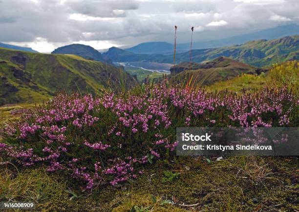 Blooming Pink Heather Briar Flower With Wonder Fulview On Valley In Godaland Thorsmork With Krossa River In Iceland And Green Moss Covered Mountains Stock Photo - Download Image Now