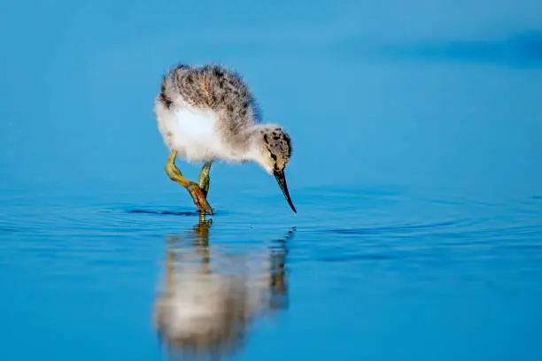 Baby avocet searching for food in spring in the Netherlands