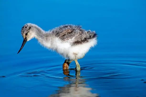 Baby avocet searching for food in spring in the Netherlands