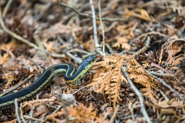 istock An Eastern Garter Snake slithering along a hiking path in Ontario. 1416009667