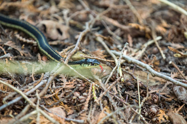 istock An Eastern Garter Snake slithering along a hiking path in Ontario. 1416009668