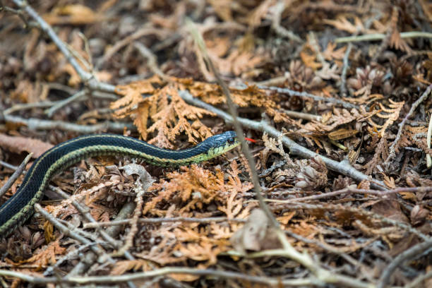 istock An Eastern Garter Snake slithering along a hiking path in Ontario. 1416009675