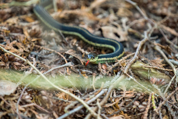 istock An Eastern Garter Snake slithering along a hiking path in Ontario. 1416009683
