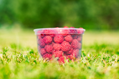 Raspberry in plastic container on grass