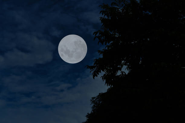 Photo of Full moon on the sky with tree branch silhouette.
