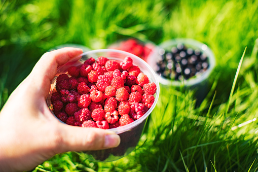 Defocus raspberries in hand. Female hands holding fresh red raspberries on green nature background. Freshly harvest. Healthy eating, dieting fruits, close-up. Hello summer. Crop, harvest Out of focus.
