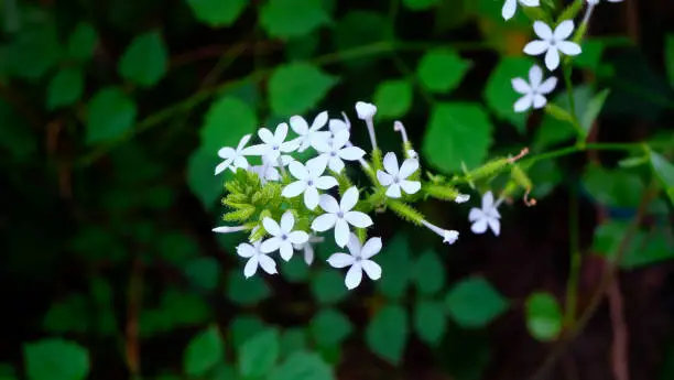 Small white flower of Ceylon leadwort, White leadwort or Plumbago zeylanica. Herb plant with beautiful flowers in the garden.
