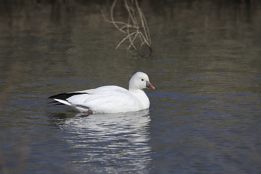 White swan floats in water