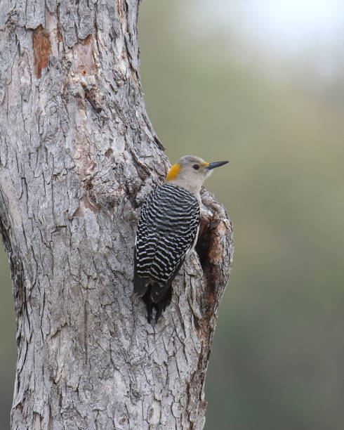 istock Golden-fronted Woodpecker (female) (melanerpes aurifrons) perched on the trunk of a tree 1416017882
