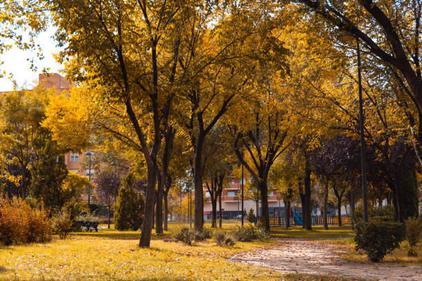 istock Park avenue with trees with golden leaves in autumn. Selective focus. Copy space. 1416018065