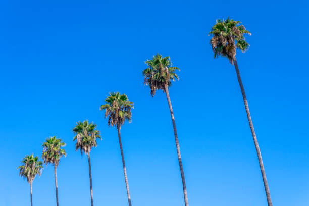 istock A Row of Lush Palm Trees 1416018114
