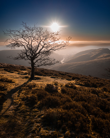 lone tree on a mountain at sunrise on the Shropshire hills