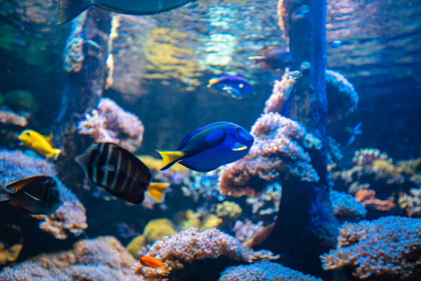 istock Clownfish and Blue Tang in aquarium 1416019883