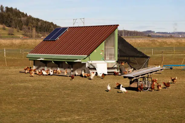 Photo of mobile mobile chicken coop with solar panels on brown roof, chickens moving freely in large enclosure, cloudless summer day, without people