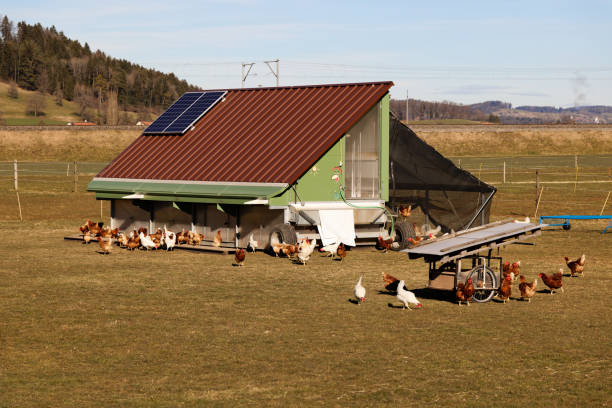 galinheiro móvel móvel com painéis solares no telhado marrom, galinhas movendo-se livremente em grande recinto, dia de verão sem nuvens, sem pessoas - farmer color image photography switzerland - fotografias e filmes do acervo