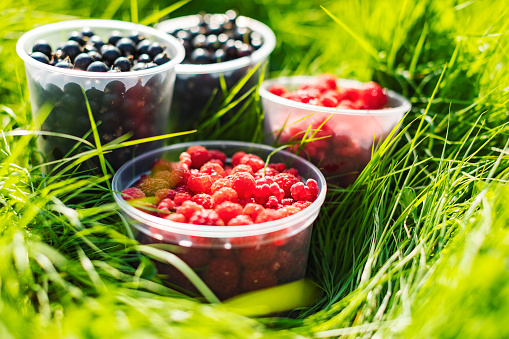 Raspberry and black currant in plastic containers